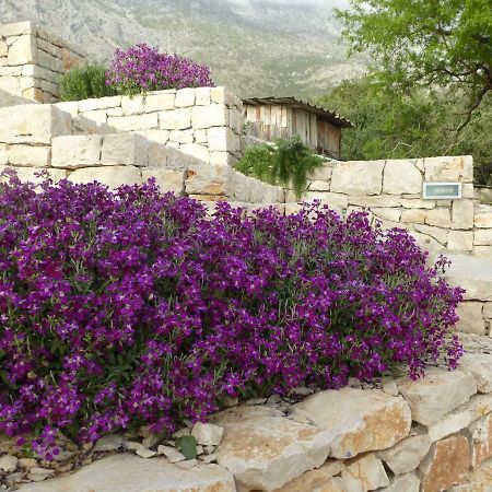 Kuca Za Odmor Viola Villa Živogošće Buitenkant foto